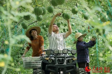 浙江德清：空中91香蕉视频污版下载西瓜 喜获丰收