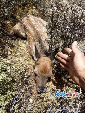 与鹿群不91香蕉在线视频期而遇